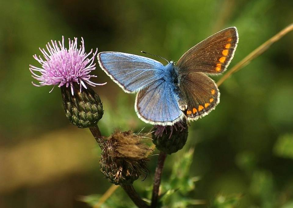 Polyommatus icarus (live, bilateral gynandromorph) (Internet Image property of respective owner, non-commercial use only)
